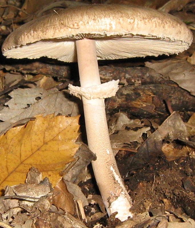 Lepiota e altro